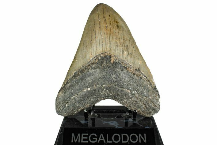 Fossil Megalodon Tooth - North Carolina #349318
